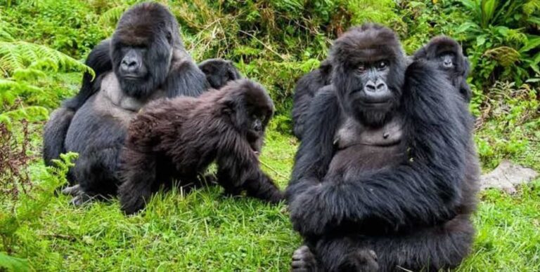 1 Day Gorilla Trekking Experience