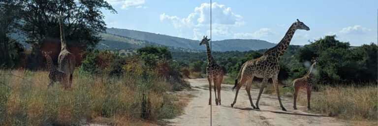 2 Days Akagera National Park Visit