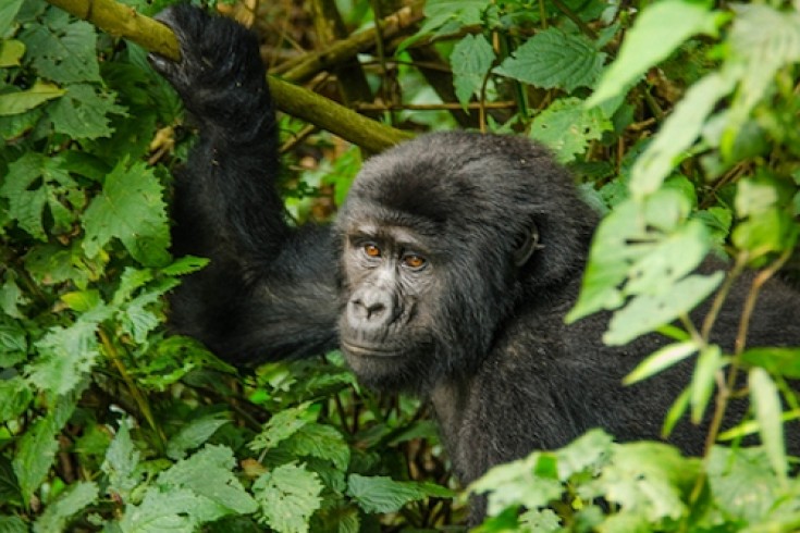 2 Days Rwanda Mountain Gorilla Safari