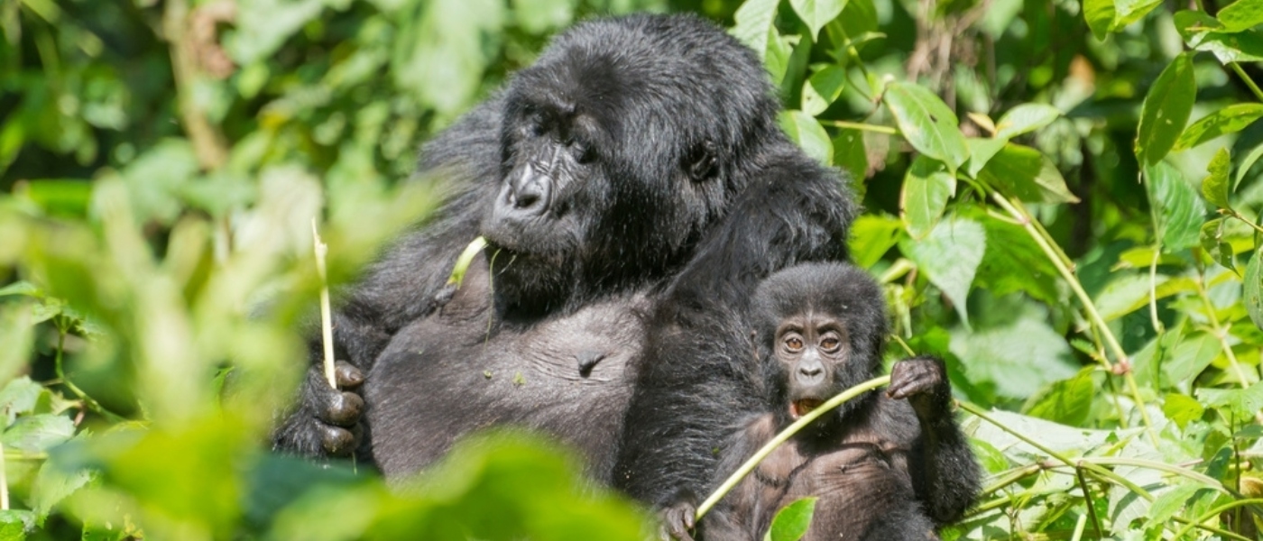 20 Days Rwanda – Uganda Safari: Gorilla Trekking