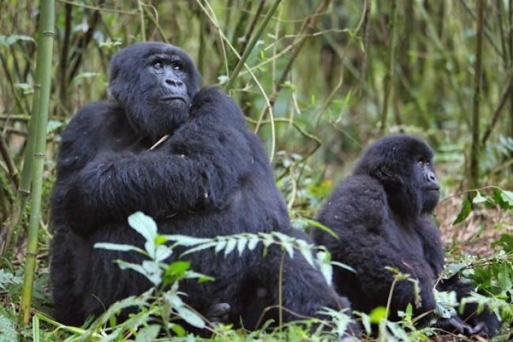 5 Days Discover Rwanda Adventure With Gorilla Trekking