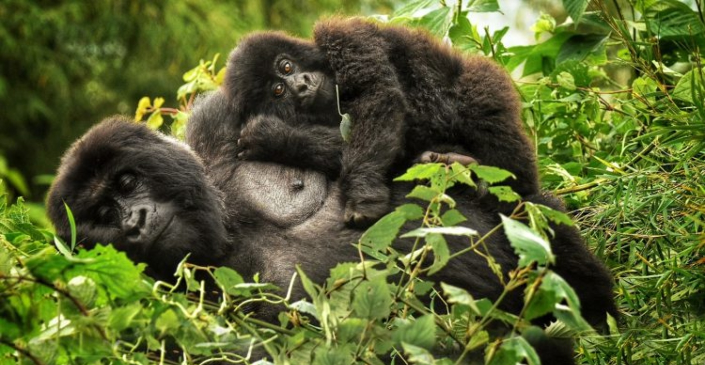 7 Days Rwanda Gorilla Trek And Wildlife Safari