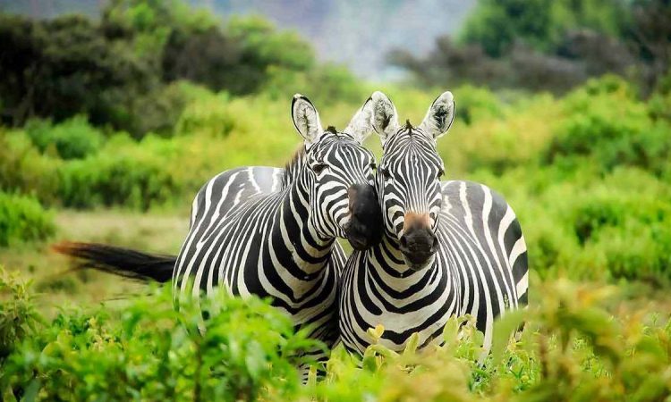 7 Days Rwanda Honeymoon Safari Tour